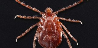 The Scary New Reason to Avoid Ticks: Have Hit Amost Half of the U.S.