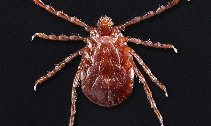 The Scary New Reason to Avoid Ticks: Have Hit Amost Half of the U.S.